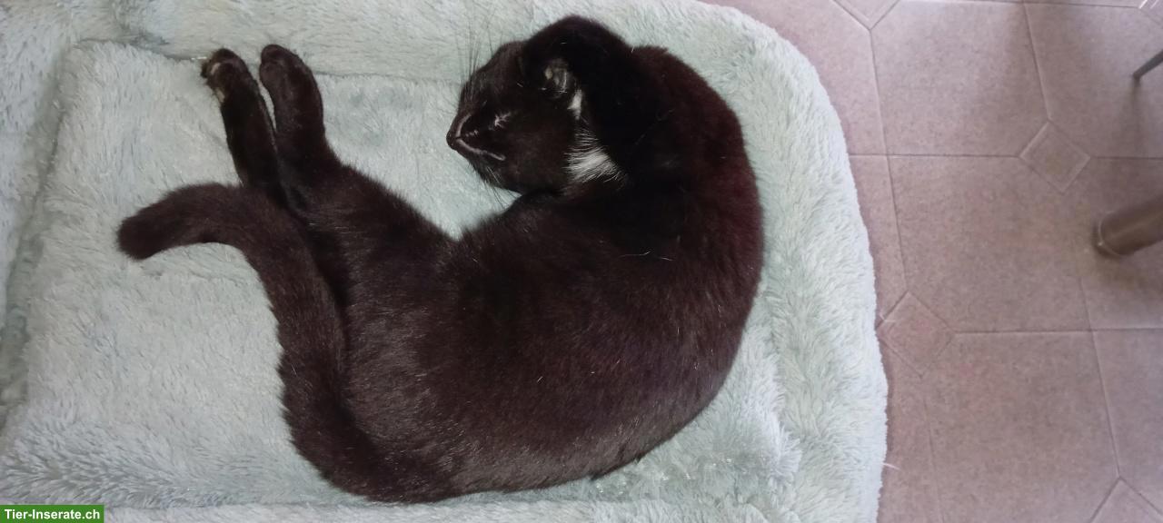 Bild 2: Lustiger, anhänglicher Kater in schwarz zu verkaufen
