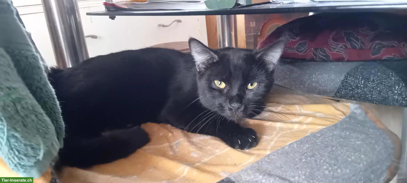 Bild 3: Lustiger, anhänglicher Kater in schwarz zu verkaufen