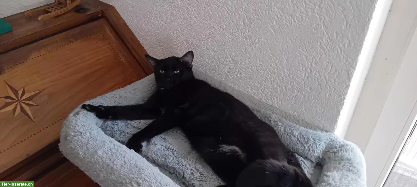 Bild 4: Lustiger, anhänglicher Kater in schwarz zu verkaufen
