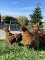 Grosse Orpington Junghennen rebhuhnfarbig zu verkaufen