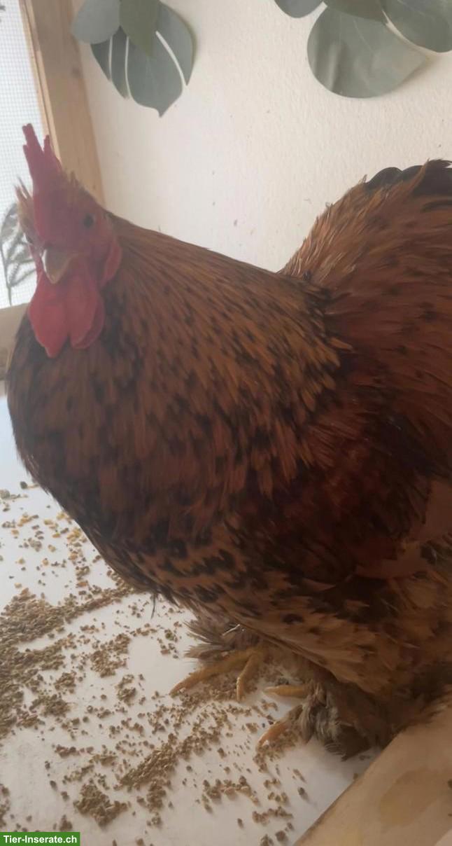 Junger Cochin Hahn sucht neues Zuhause