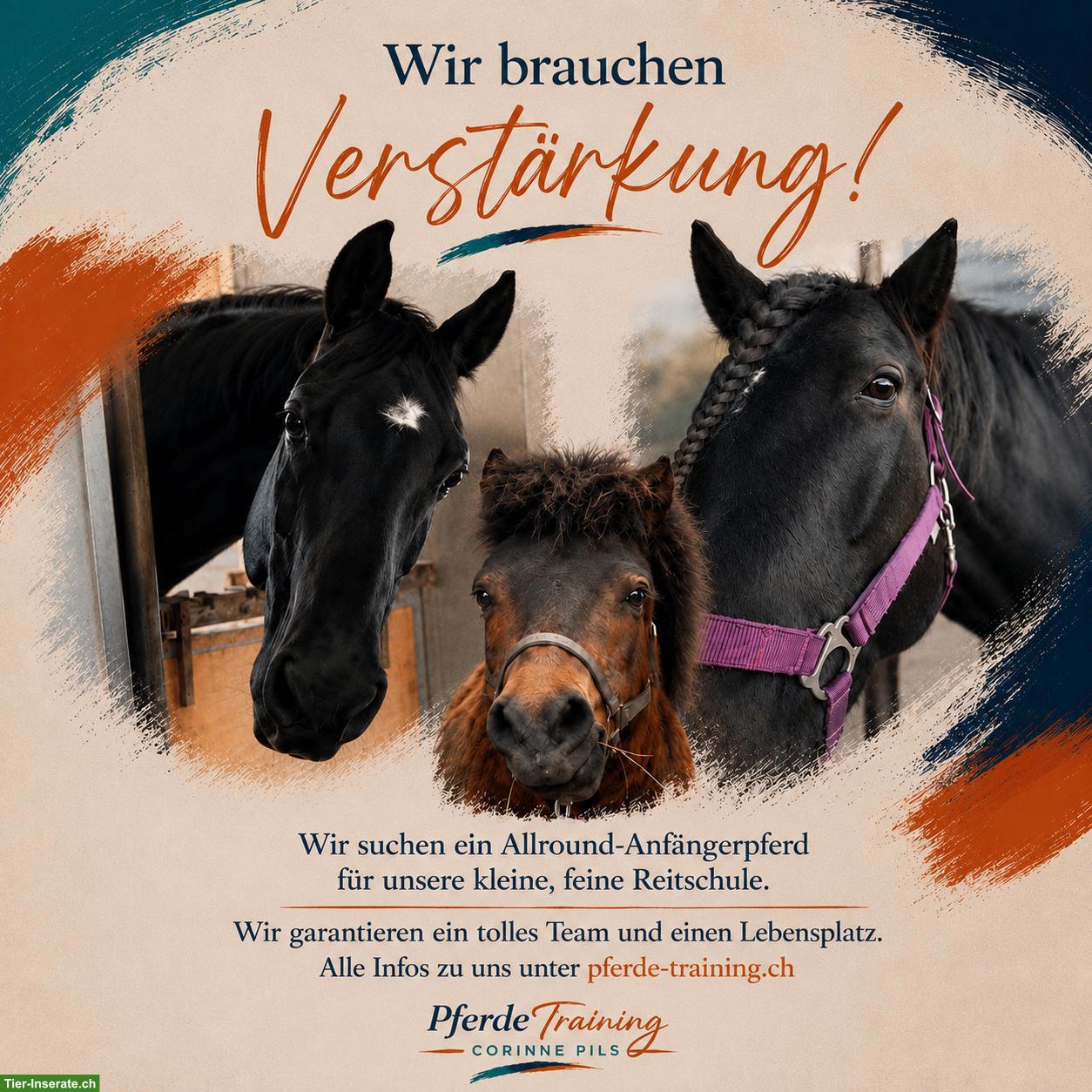 Allround-Anfängerpferd gesucht für kleine Reitschule
