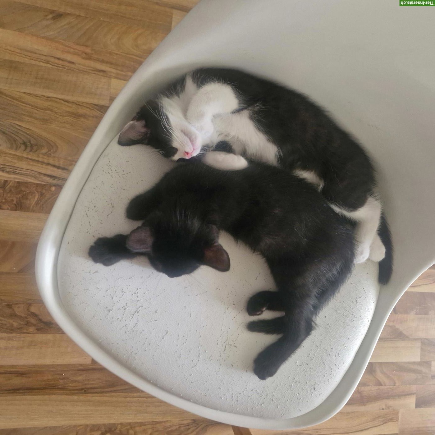 2 süsse Babykatzen, schwarzer Kater & schwarz-weisses Weibchen