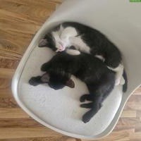 2 süsse Babykatzen, schwarzer Kater & schwarz-weisses Weibchen