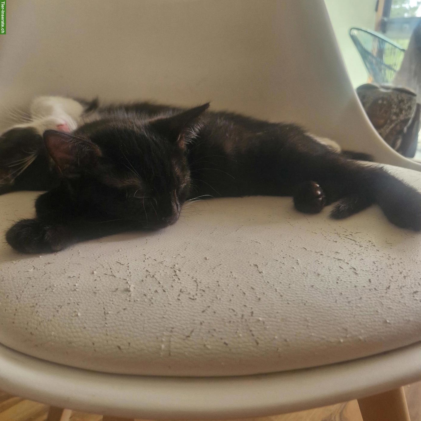 Bild 2: 2 süsse Babykatzen, schwarzer Kater & schwarz-weisses Weibchen