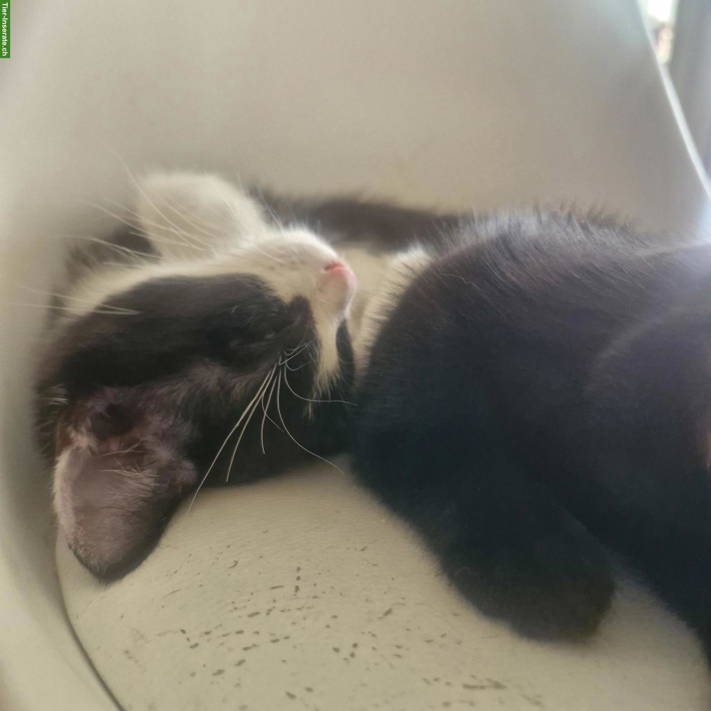 Bild 3: 2 süsse Babykatzen, schwarzer Kater & schwarz-weisses Weibchen
