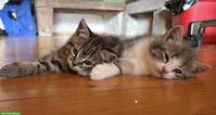 BKH-Mix Kitten suchen liebevolles Zuhause