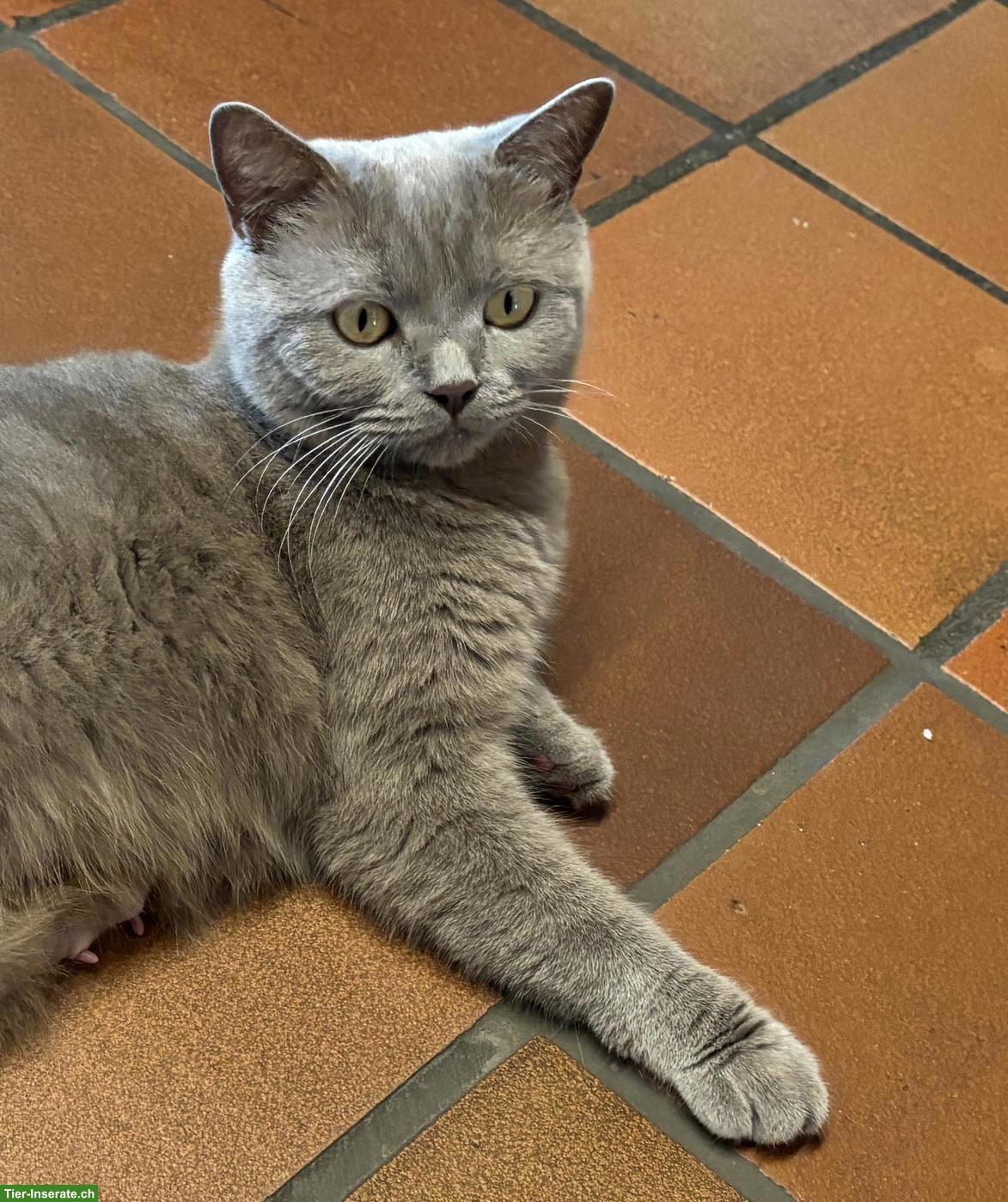 Bild 2: BKH-Mix Kitten suchen liebevolles Zuhause