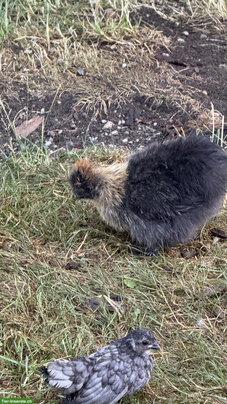 Bild 3: Junger Zwergseidenhahn schwarz mit goldenem Umhang