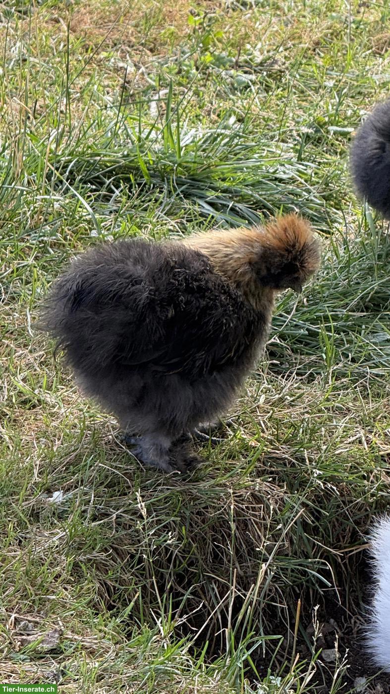 Bild 4: Junger Zwergseidenhahn schwarz mit goldenem Umhang