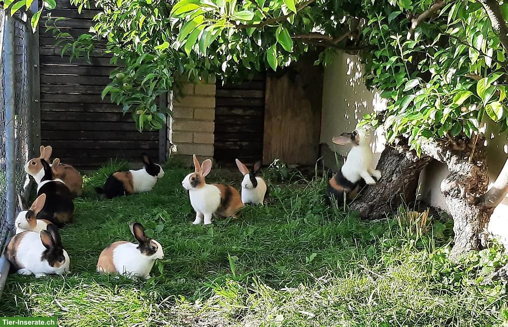Reinrassige Holländer Kaninchen zu verkaufen