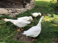 Diepholzer Gänse & Appenzeller Barthühner zu verkaufen
