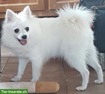 Bild 6: Liebe 2-jährige Zwergspitz Hündin, weiss