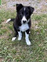 Border Collie Welpe (Rüde) sucht seine Familie
