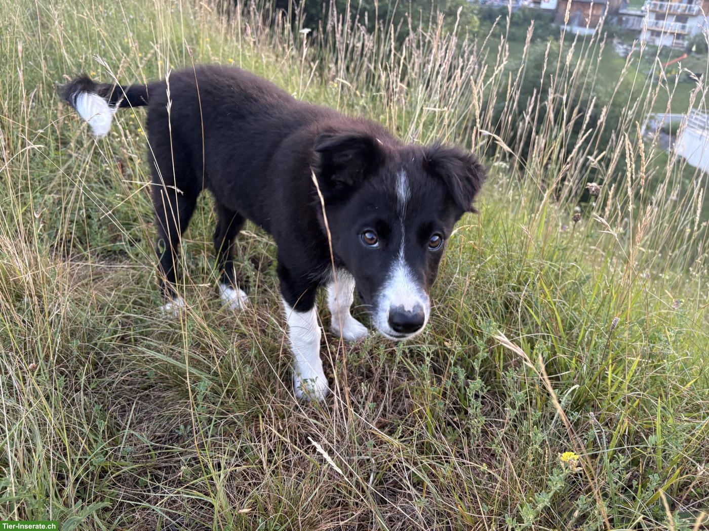 Bild 2: Border Collie Welpe (Rüde) sucht seine Familie