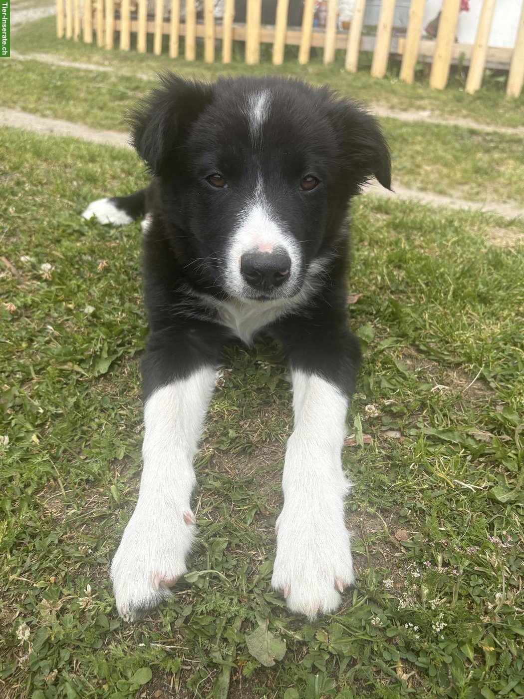 Bild 3: Border Collie Welpe (Rüde) sucht seine Familie