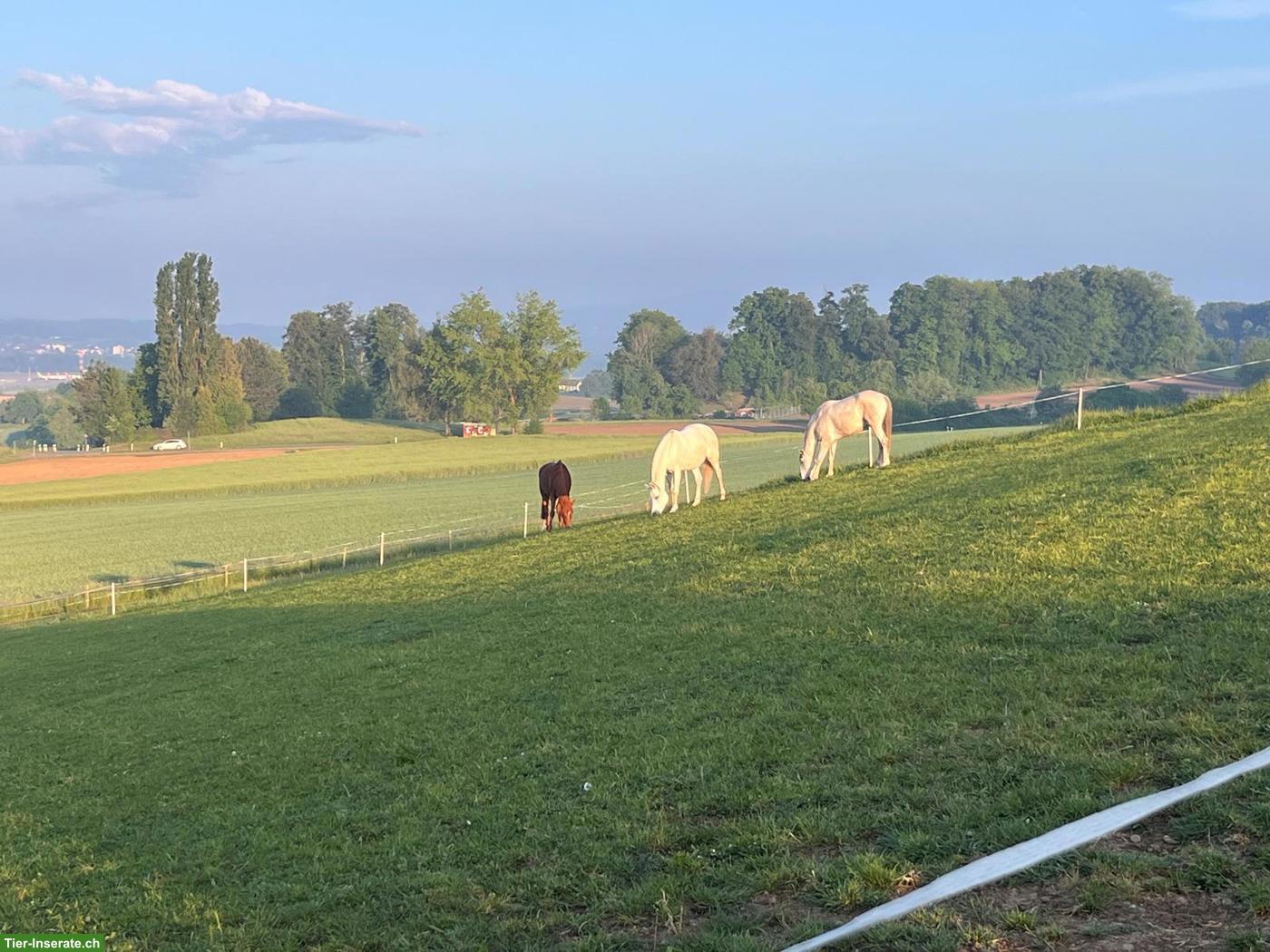 Bild 4: Freier Platz in Gruppen-Freilaufstall in Kloten ZH