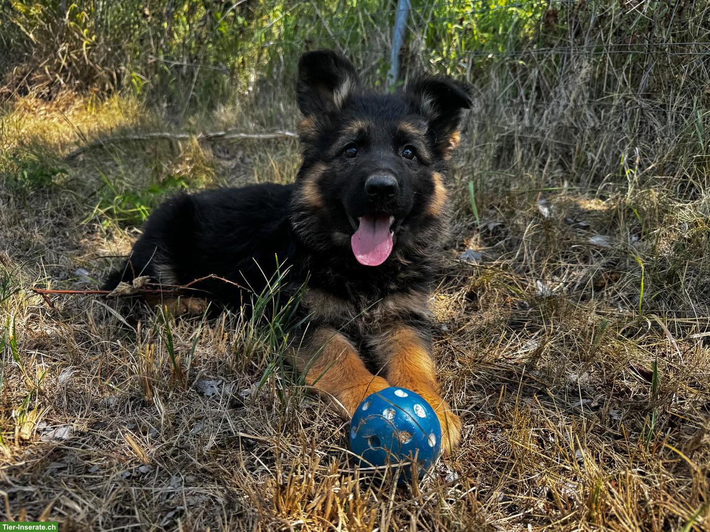 Deutscher Schäferhund, Welpe, Hündin