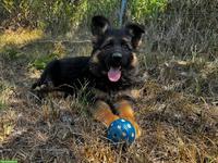 Deutscher Schäferhund, Welpe, Hündin