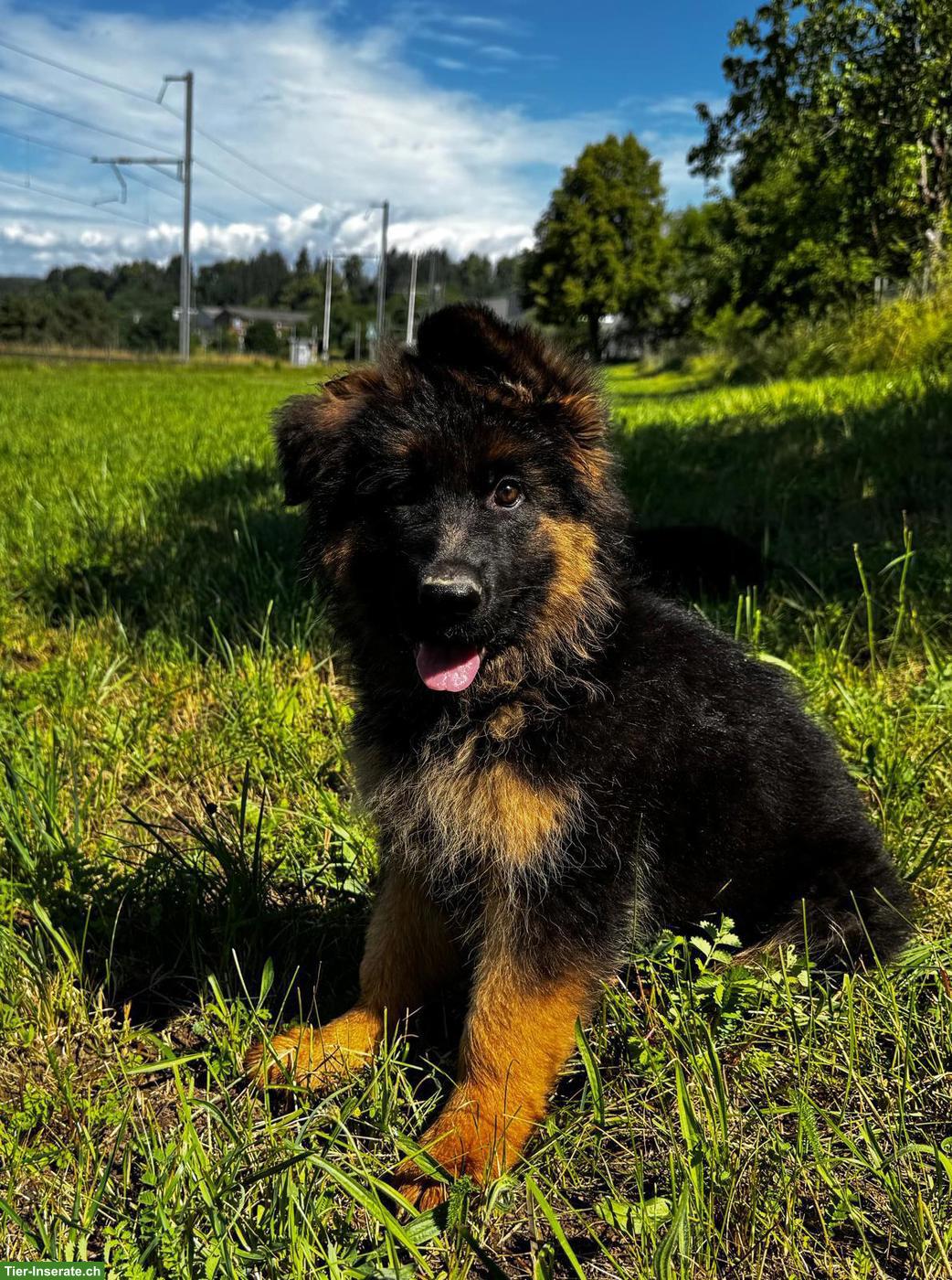Bild 2: Deutscher Schäferhund, Welpe, Hündin