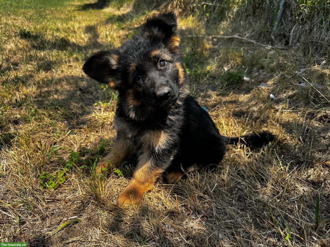 Bild 3: Deutscher Schäferhund, Welpe, Hündin