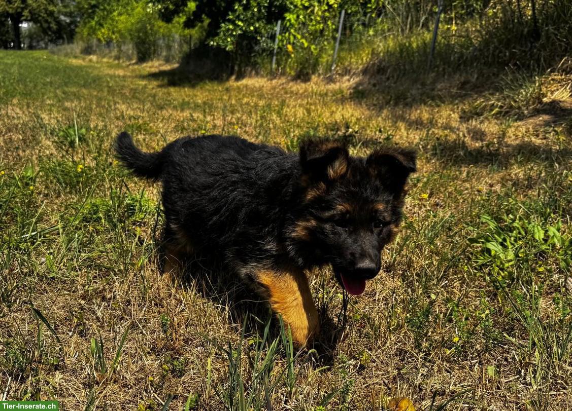 Bild 4: Deutscher Schäferhund, Welpe, Hündin