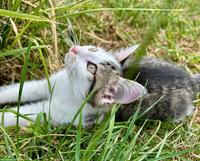 Kitten / weiss-grau getigertes Katerli sucht schönes Zuhause