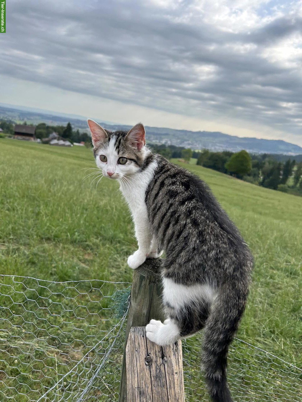Bild 2: Kitten / weiss-grau getigertes Katerli sucht schönes Zuhause