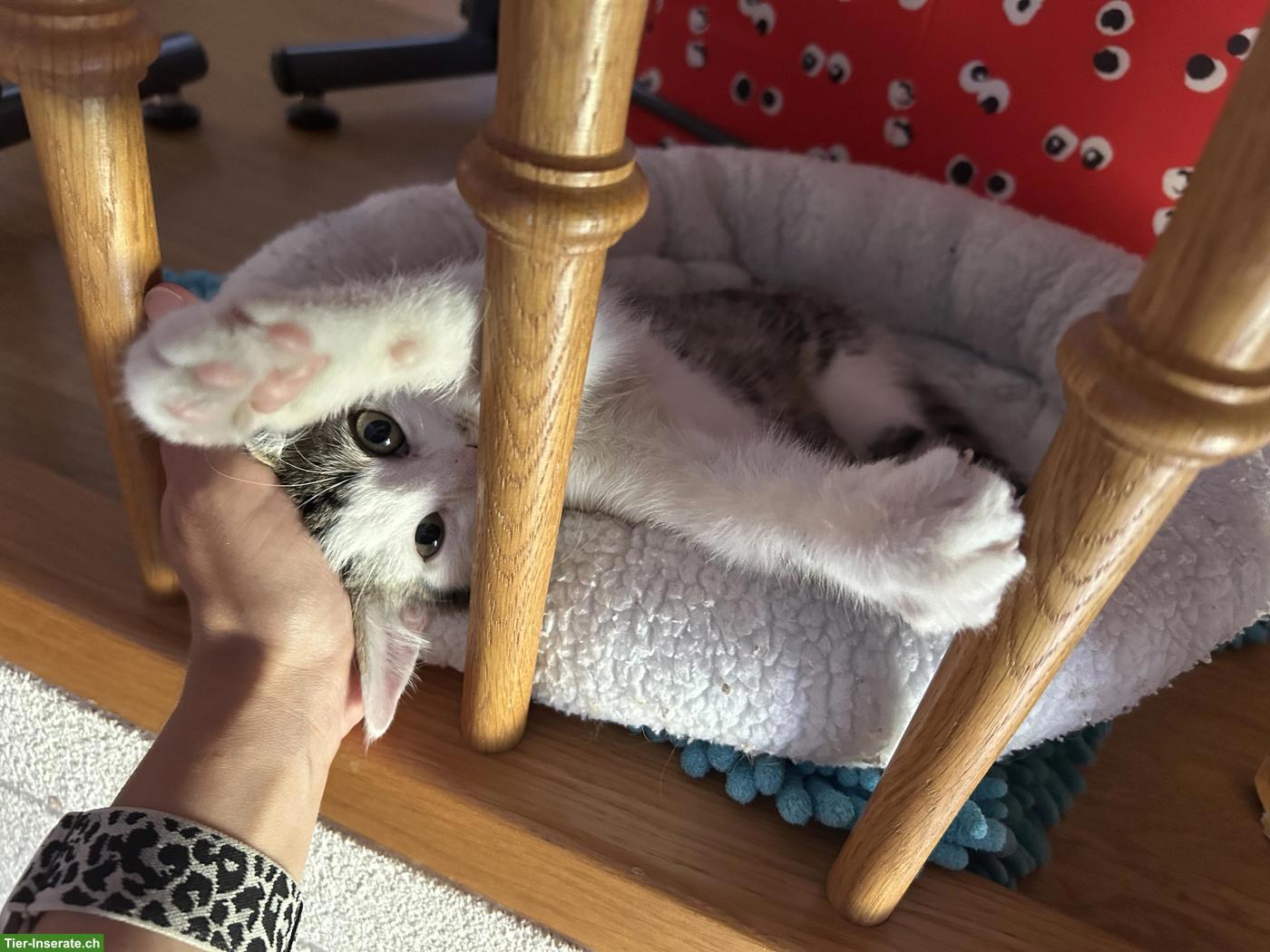 Bild 3: Kitten / weiss-grau getigertes Katerli sucht schönes Zuhause