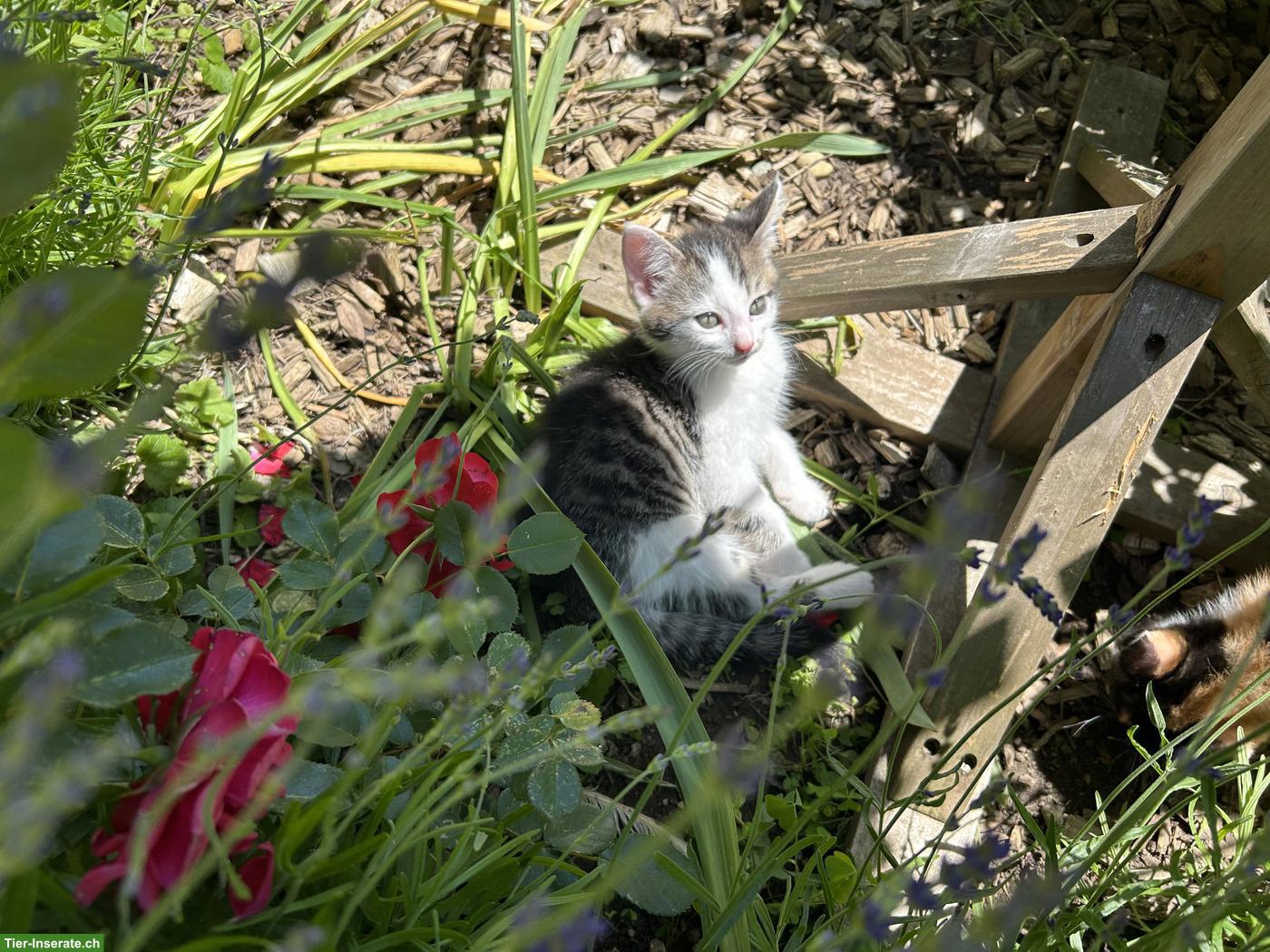 Bild 4: Kitten / weiss-grau getigertes Katerli sucht schönes Zuhause