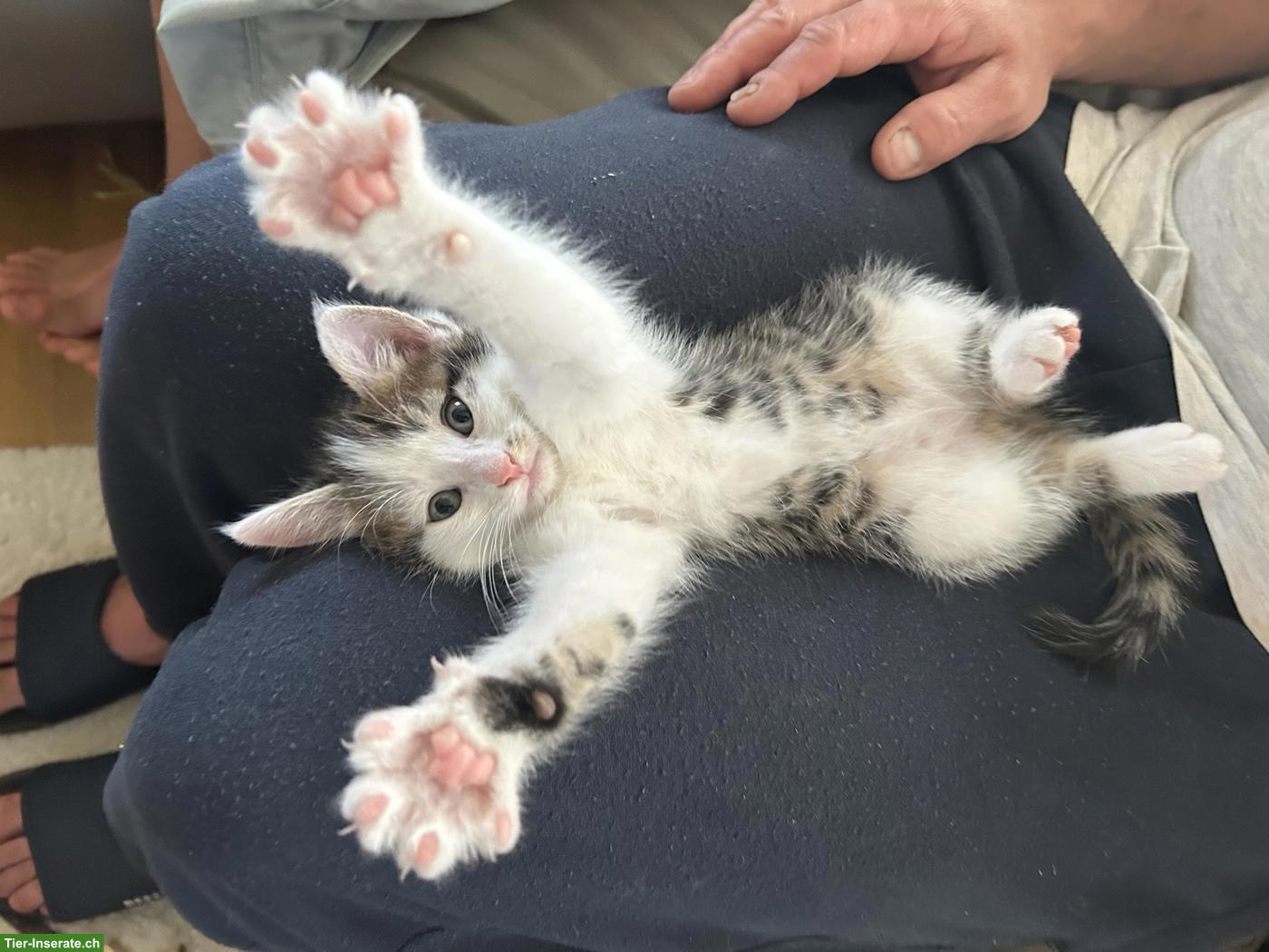 Bild 5: Kitten / weiss-grau getigertes Katerli sucht schönes Zuhause