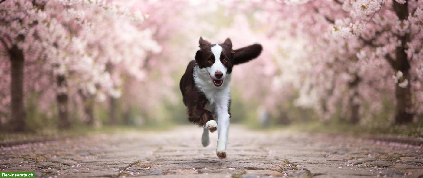 Mini American Shepherd Hündin sucht liebes Zuhause