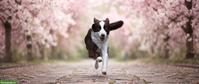 Mini American Shepherd Hündin sucht liebes Zuhause