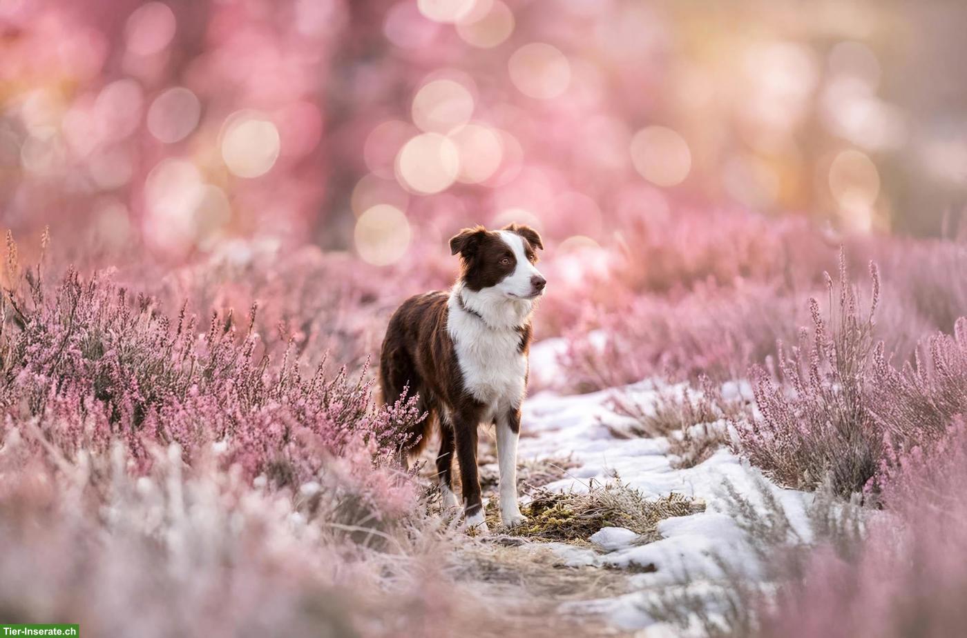 Bild 2: Mini American Shepherd Hündin sucht liebes Zuhause