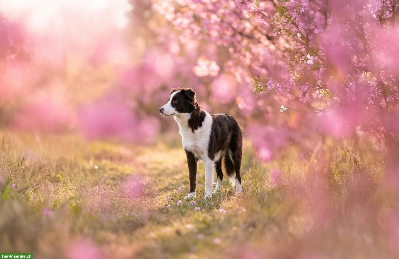 Bild 3: Mini American Shepherd Hündin sucht liebes Zuhause