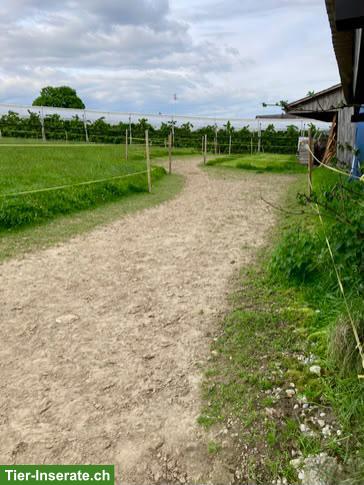 Bild 2: 2 freie Plätze im Gruppenstall mit Paddocktrail im Berner Seeland