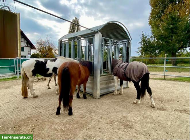 Bild 5: 2 freie Plätze im Gruppenstall mit Paddocktrail im Berner Seeland
