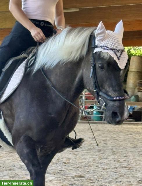 Urlaubsvertretung und mögliche Reitbeteiligung gesucht 🐴