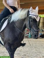 Urlaubsvertretung und mögliche Reitbeteiligung gesucht 🐴