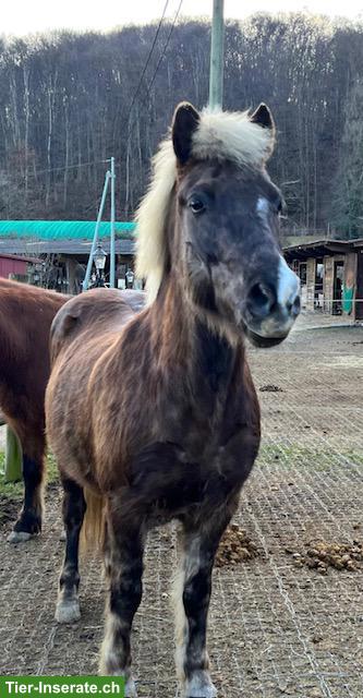 Bild 2: Urlaubsvertretung und mögliche Reitbeteiligung gesucht 🐴