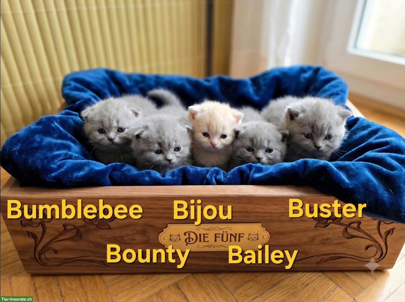 BLH Kitten mit Stammbaum zu verkaufen