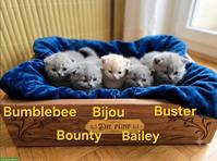 BLH Kitten mit Stammbaum zu verkaufen