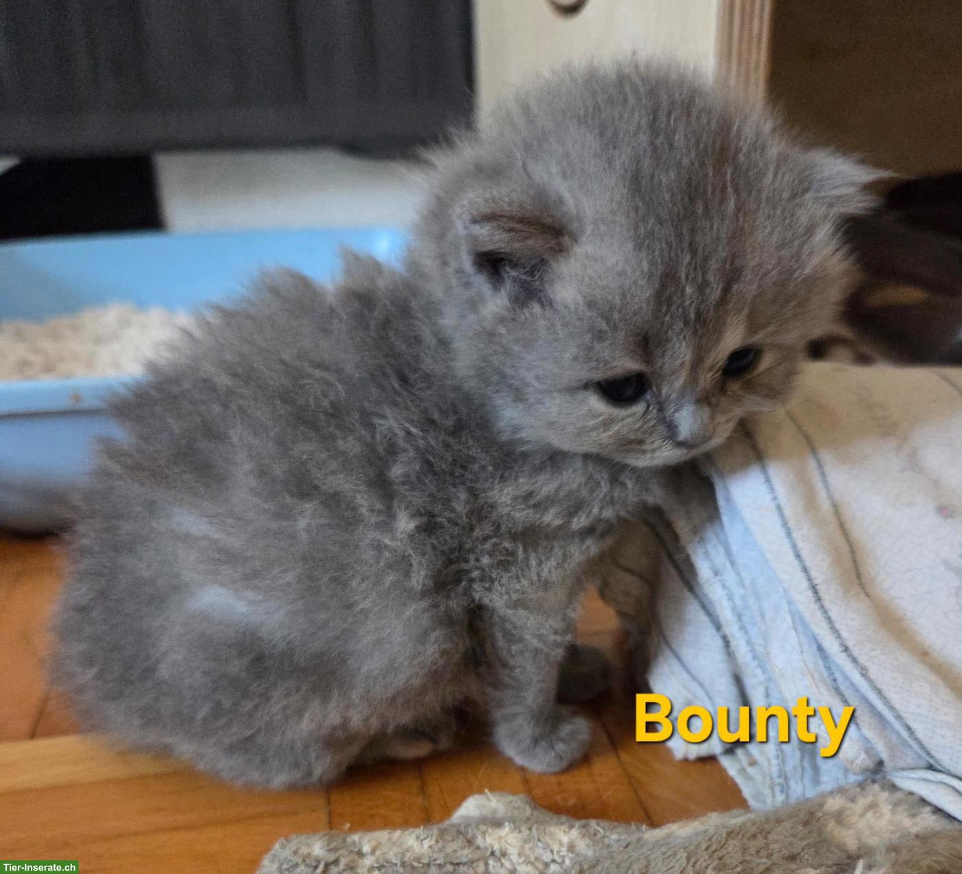 Bild 2: BLH Kitten mit Stammbaum zu verkaufen