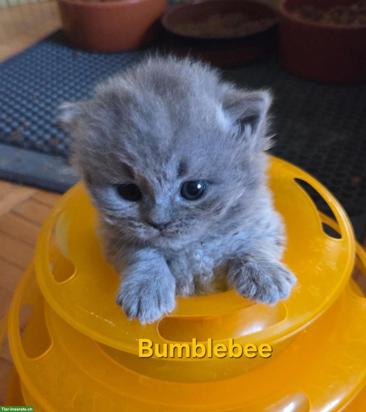 Bild 3: BLH Kitten mit Stammbaum zu verkaufen