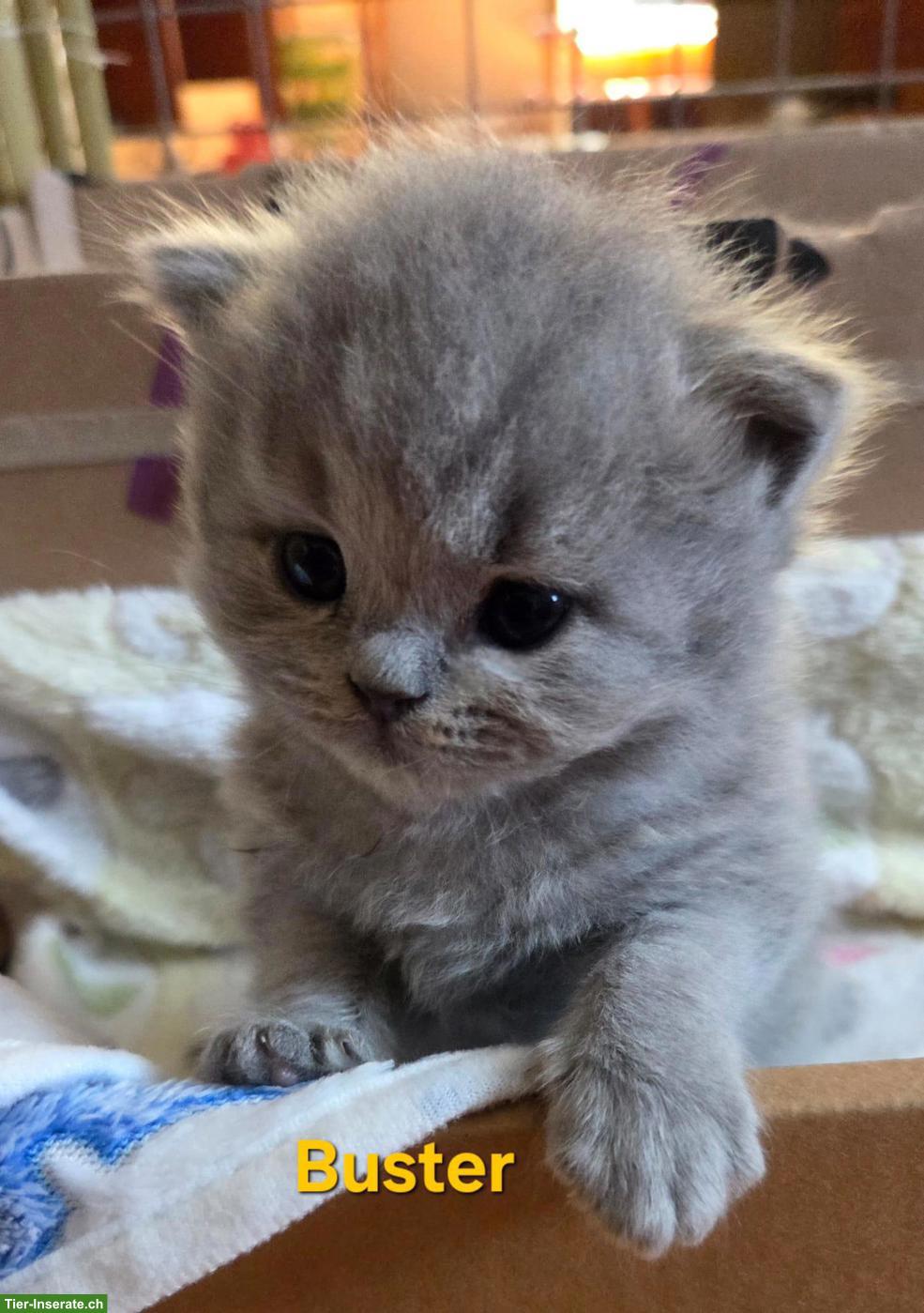 Bild 4: BLH Kitten mit Stammbaum zu verkaufen