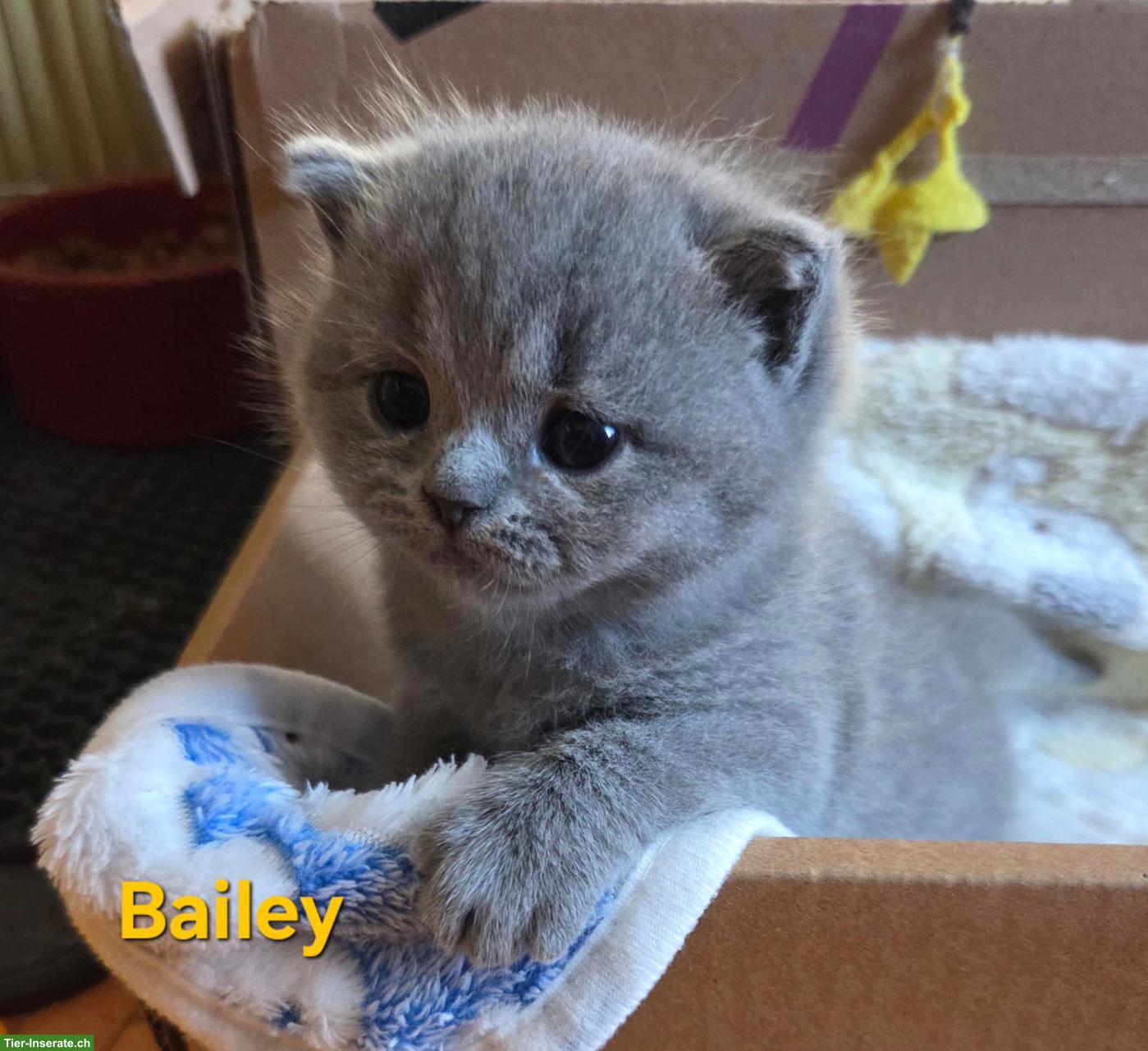 Bild 5: BLH Kitten mit Stammbaum zu verkaufen