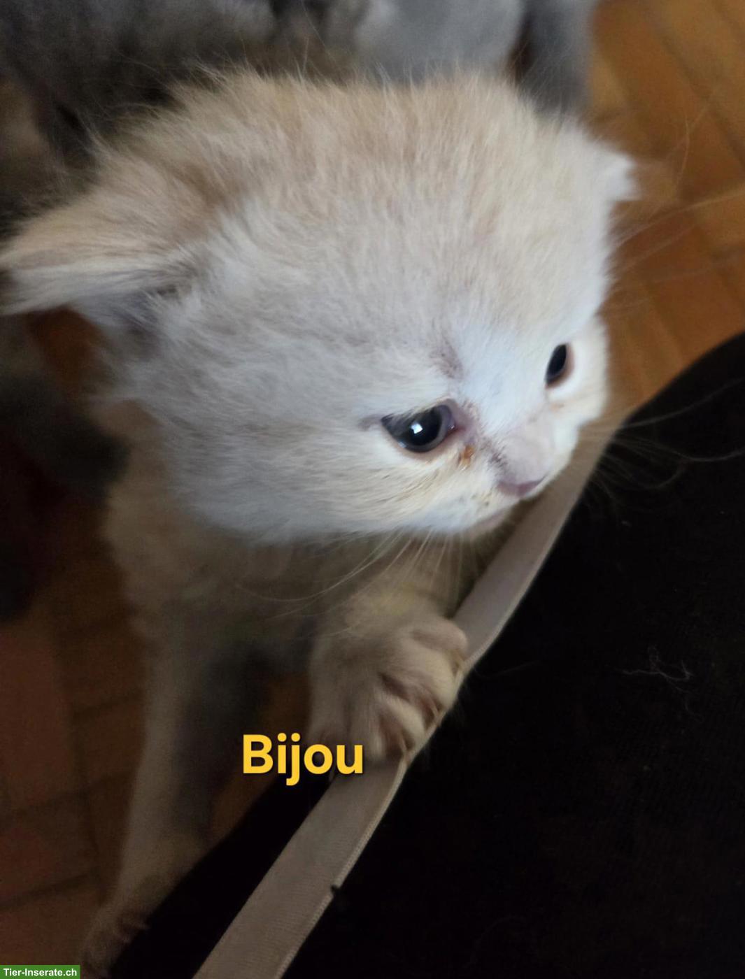 Bild 6: BLH Kitten mit Stammbaum zu verkaufen