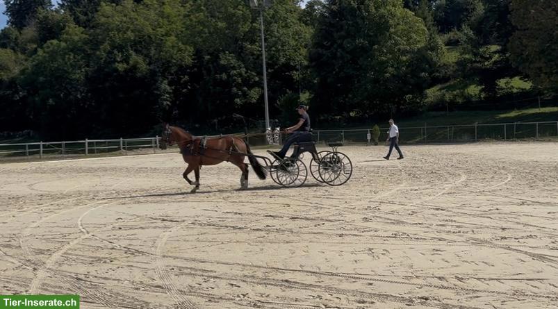 Bild 3: Liebe Freiberger Stute mit Feldtest