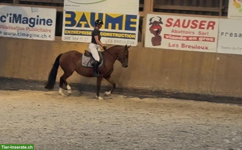 Bild 4: Liebe Freiberger Stute mit Feldtest