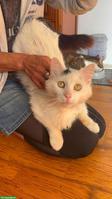 Kater Falko sucht liebevolles Zuhause